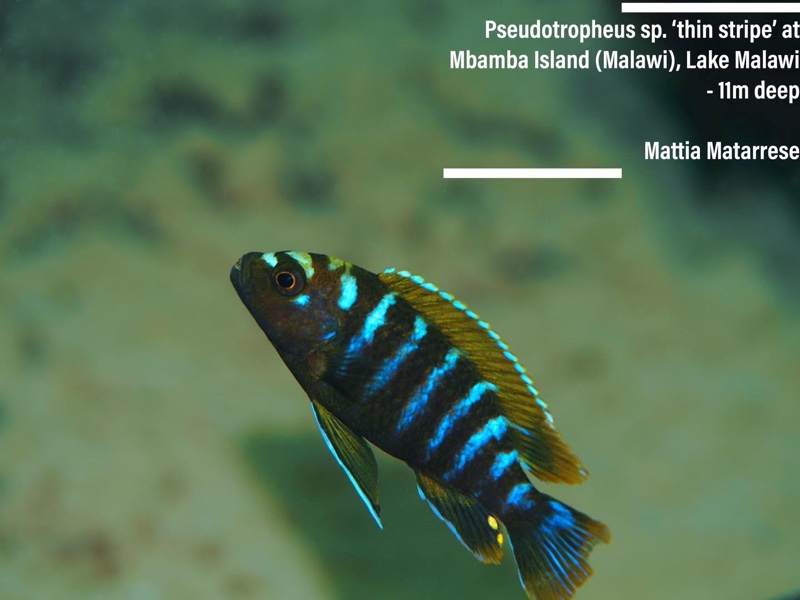Pseudotropheus sp. 'thin stripe' Mbamba Island